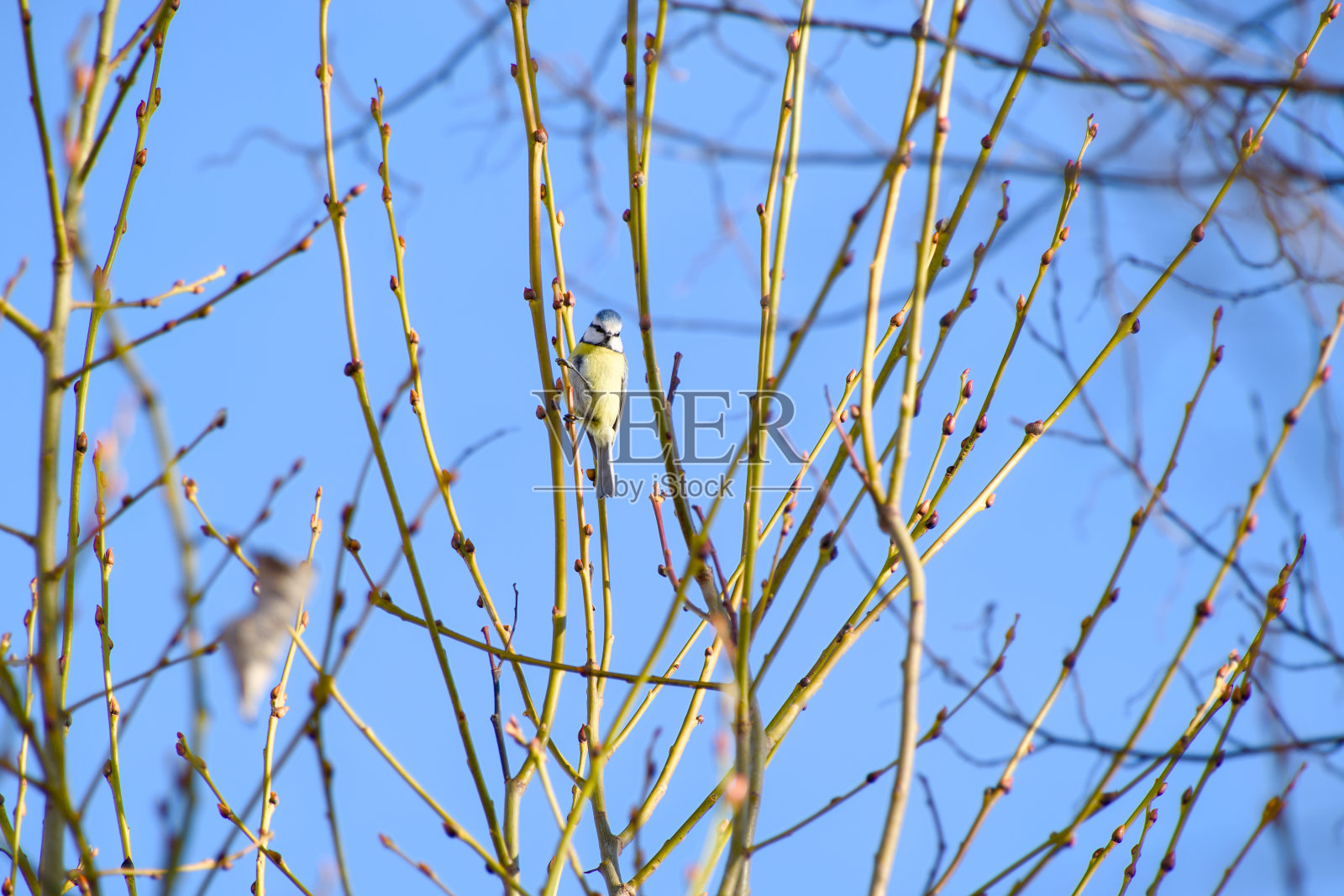 小大山雀特写照片摄影图片