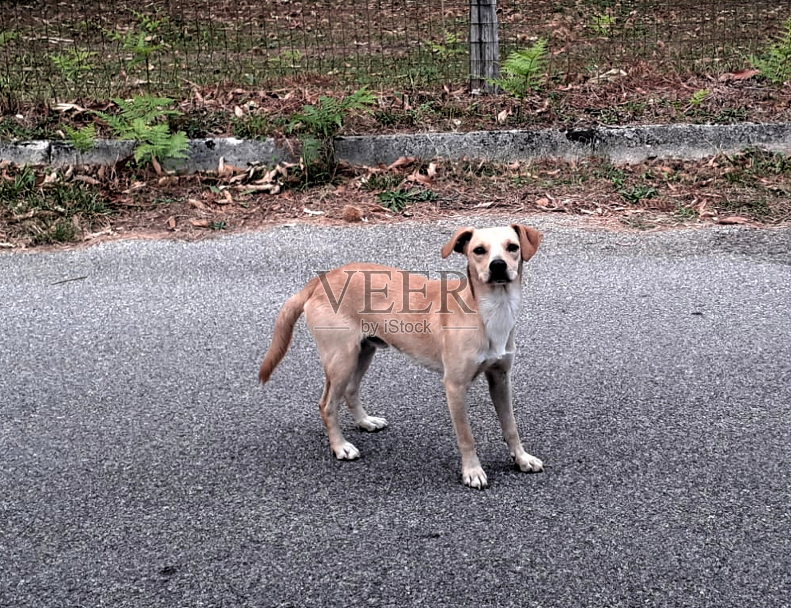 2024年1月19日,意大利:小狗的近照照片摄影图片