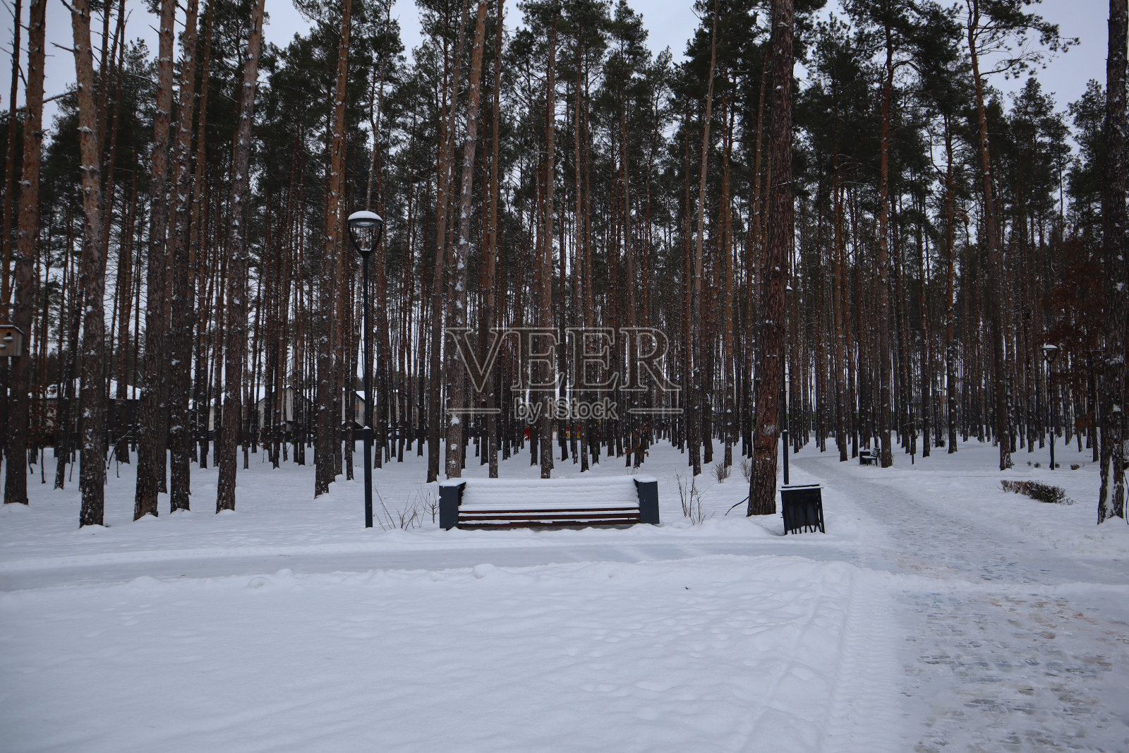 冬天公园里被雪覆盖的树木和长凳。冬天的松林。照片摄影图片