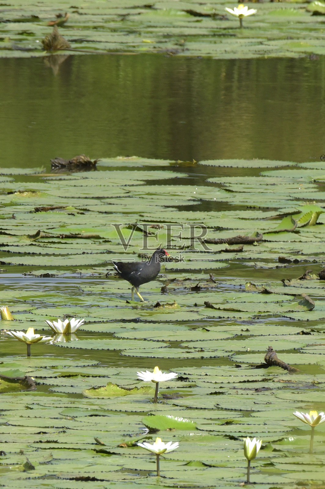常见的黑水鸡照片摄影图片