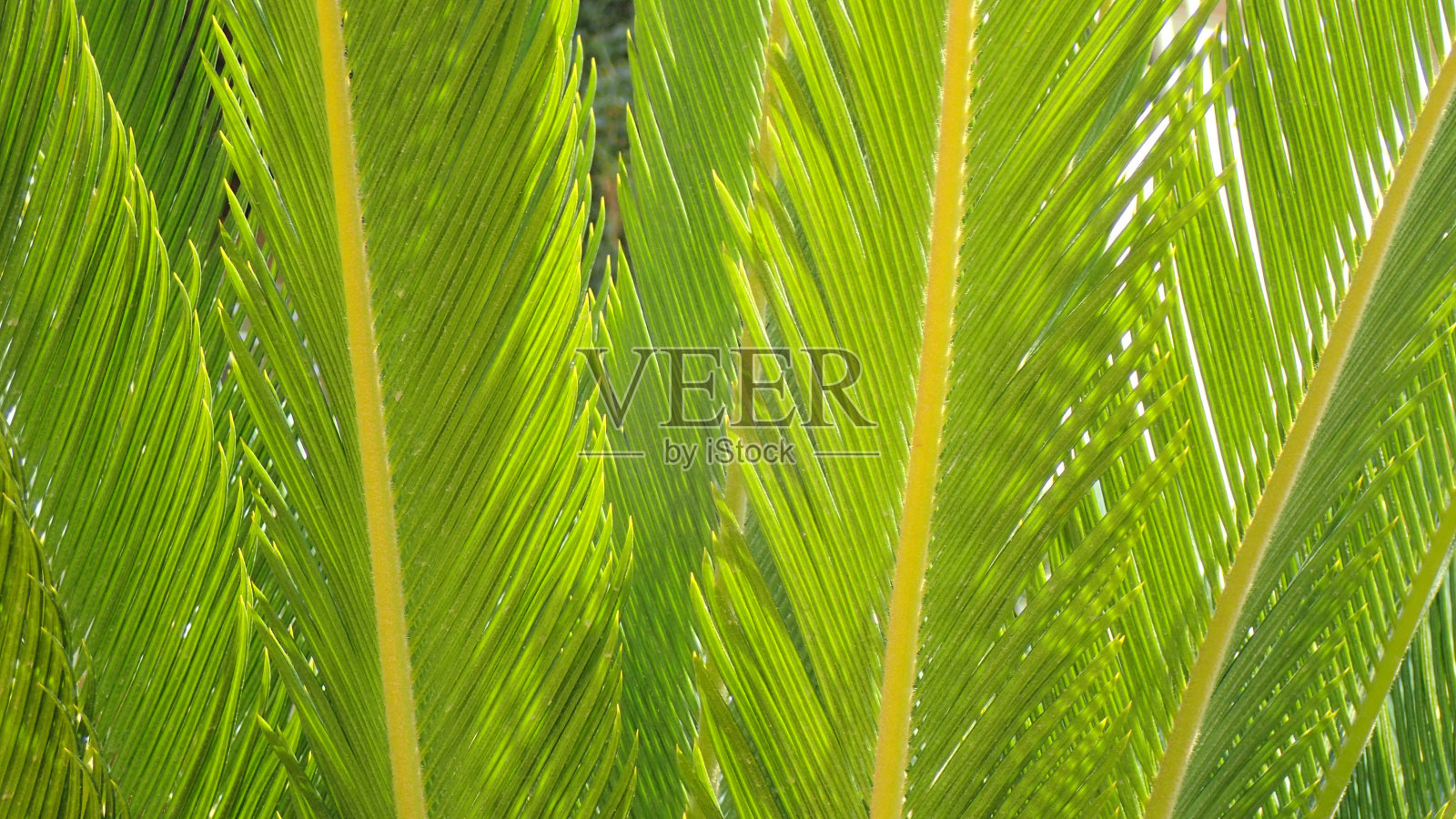 棕榈叶质感照片摄影图片