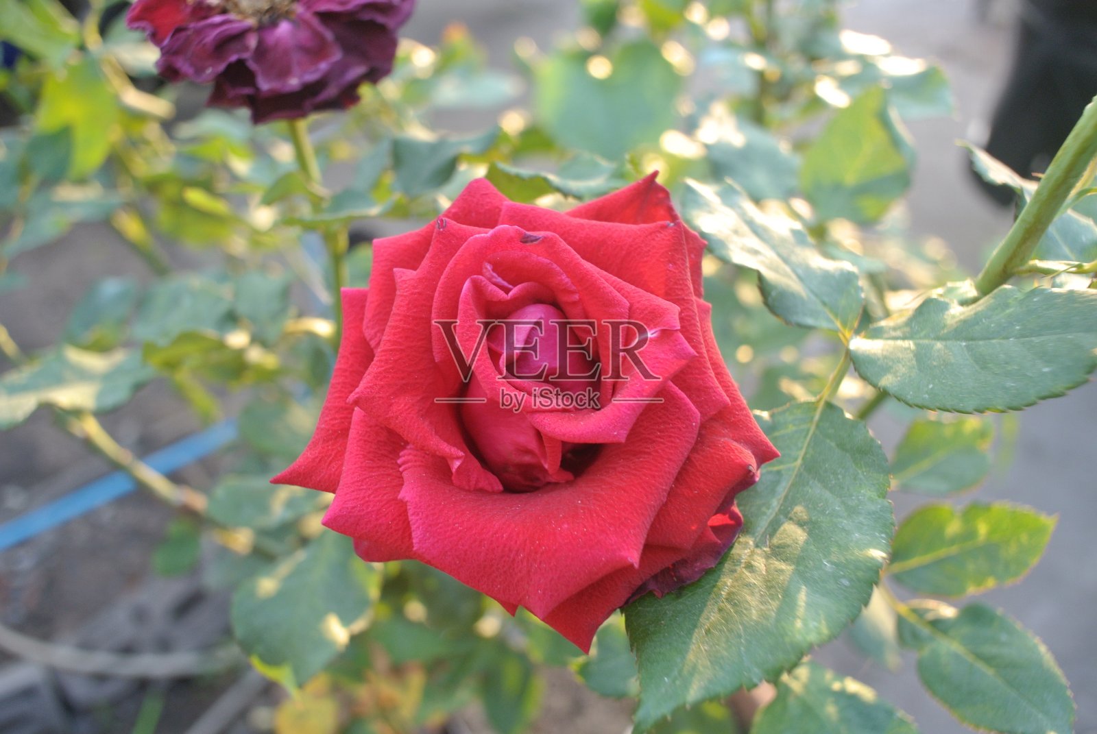 一个有弹性的室内植物的特写。绿叶斑驳,花儿,阳光,大自然照片摄影图片