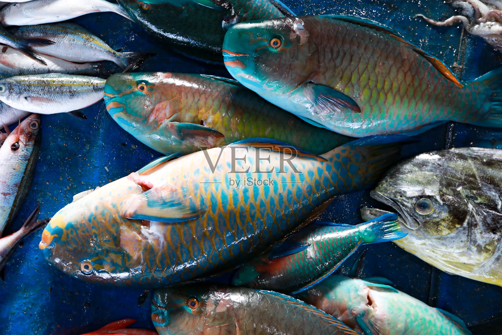 各种各样的鱼照片摄影图片