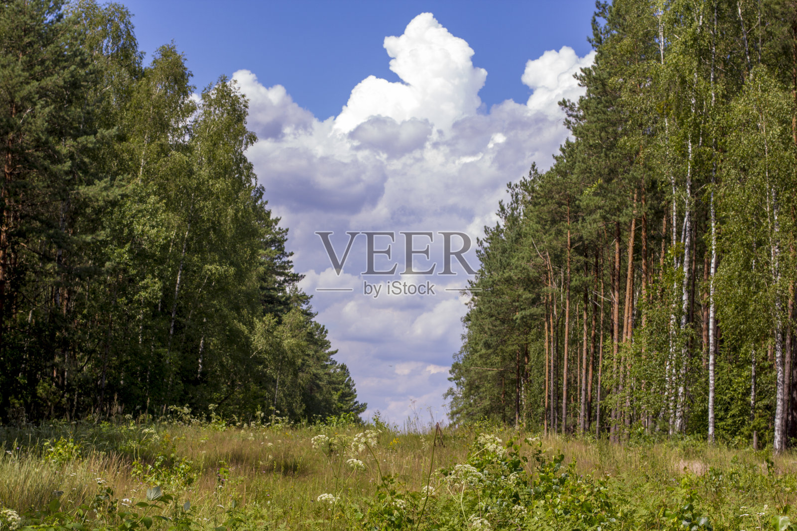 森林里的路。绿色森林里阳光明媚的一天。路上有树的影子。夏天,美丽的森林照片摄影图片