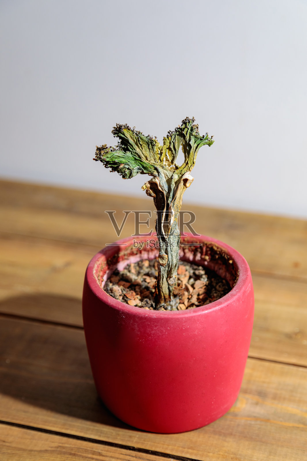 花盆里一朵寂寞的花,已经开完花了照片摄影图片