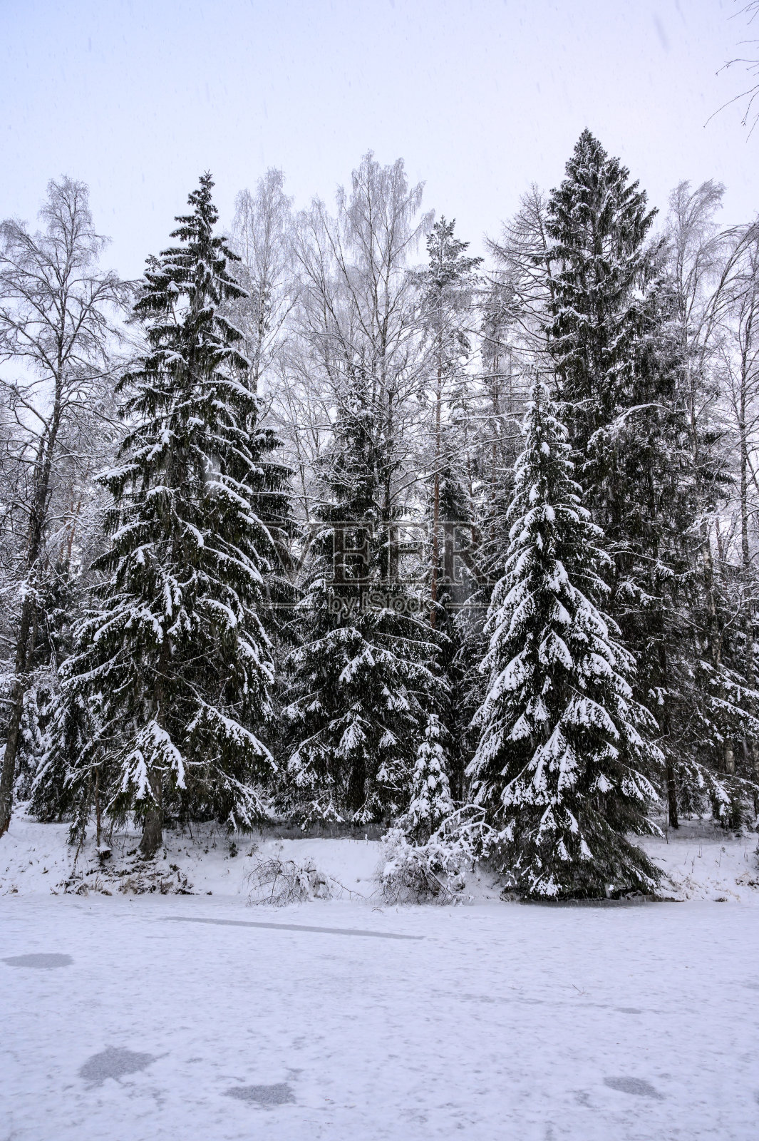 美丽的雪景森林:穿过雪林的路径照片摄影图片