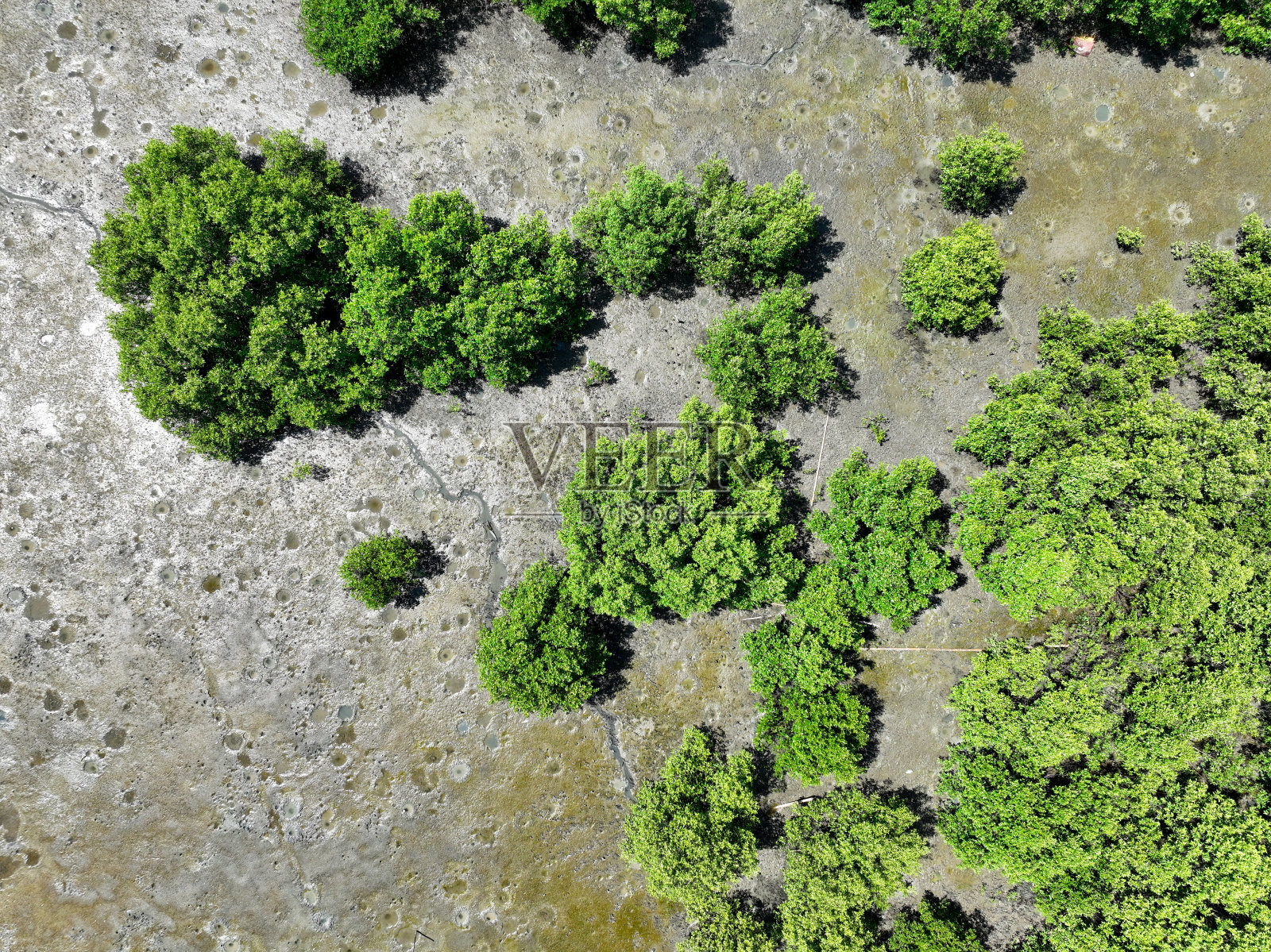 清晨阳光下的绿色红树林。红树林生态系统。天然碳汇。红树林从大气中吸收二氧化碳。蓝碳生态系统。红树林吸收二氧化碳排放。照片摄影图片