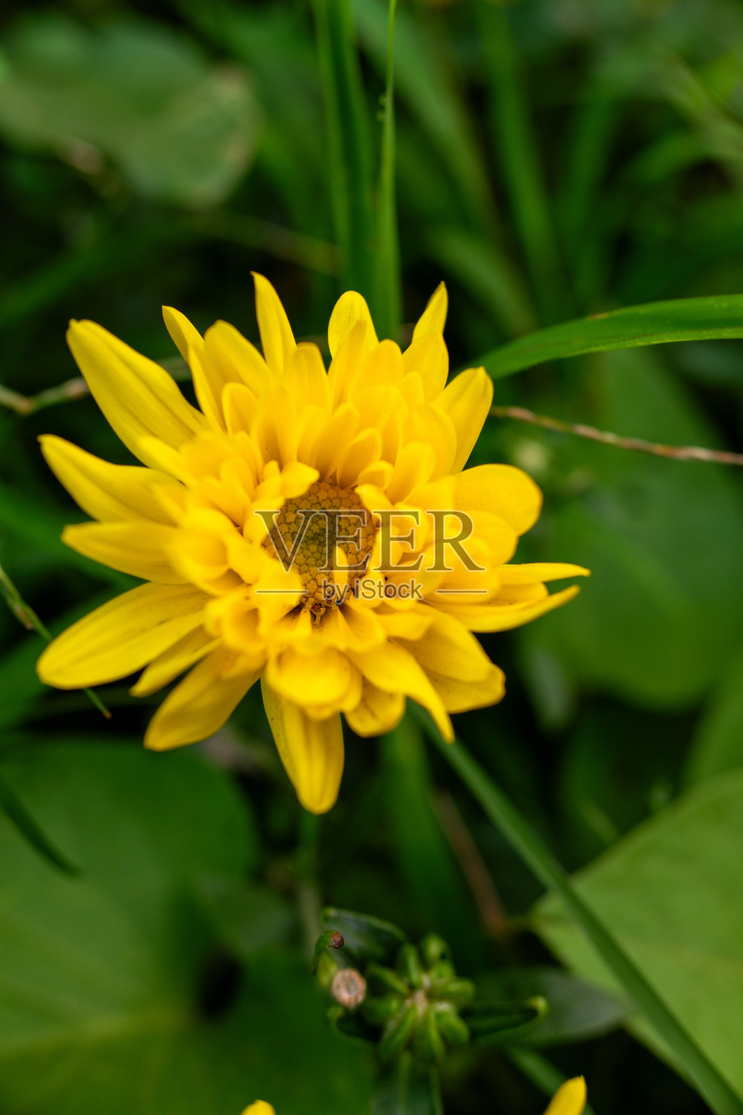 花园里的向日葵花或太阳花照片摄影图片