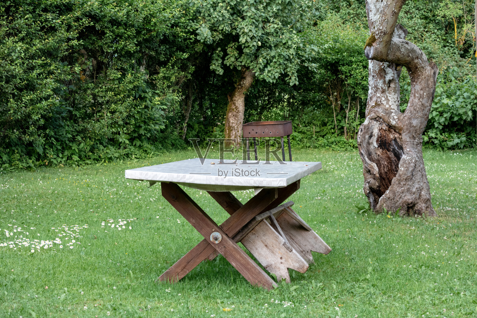 花园里有一张旧木桌,上面有割过的草,还有一棵老树,树干光秃秃的照片摄影图片