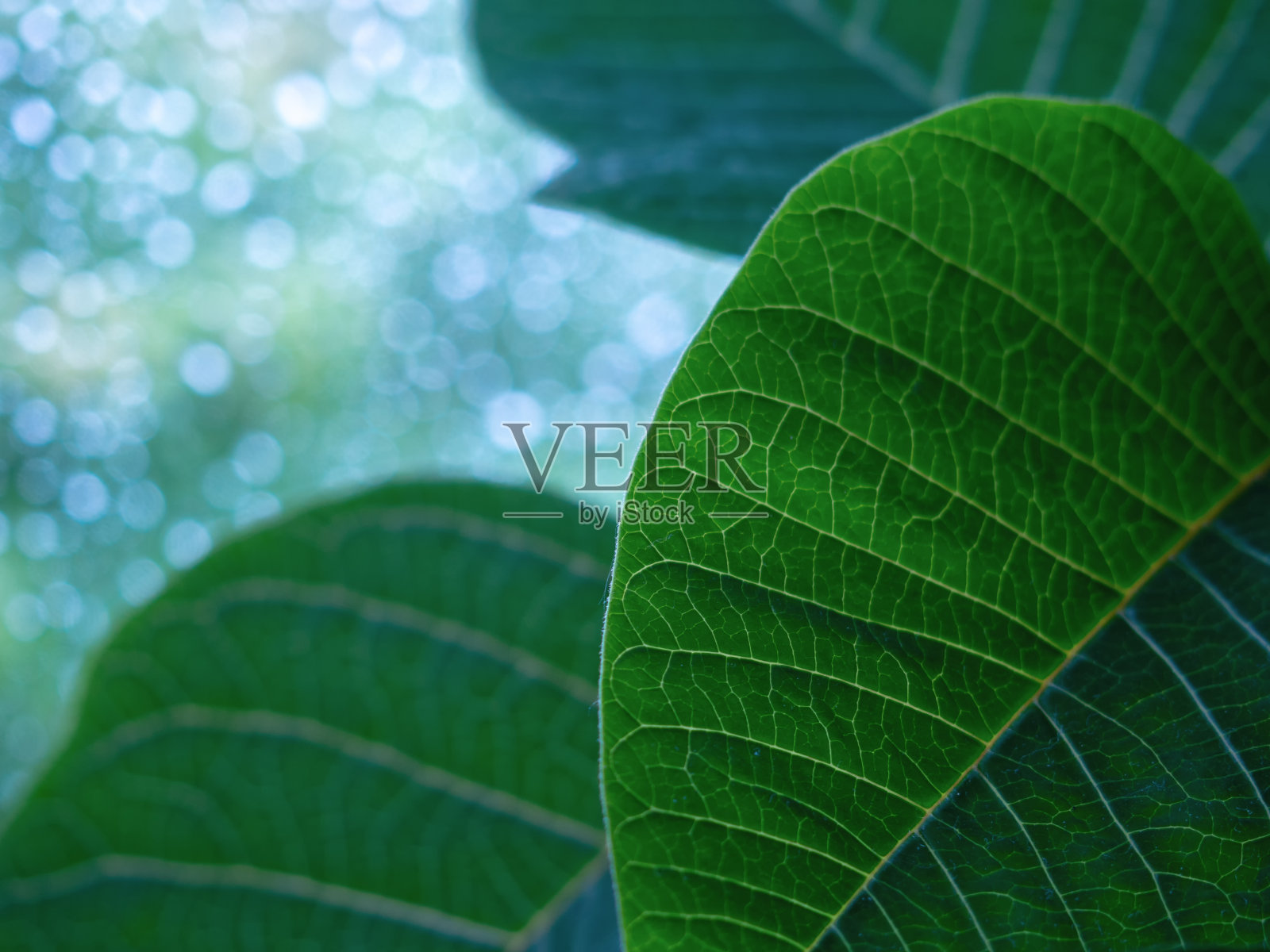 绿色背景上的绿叶照片摄影图片