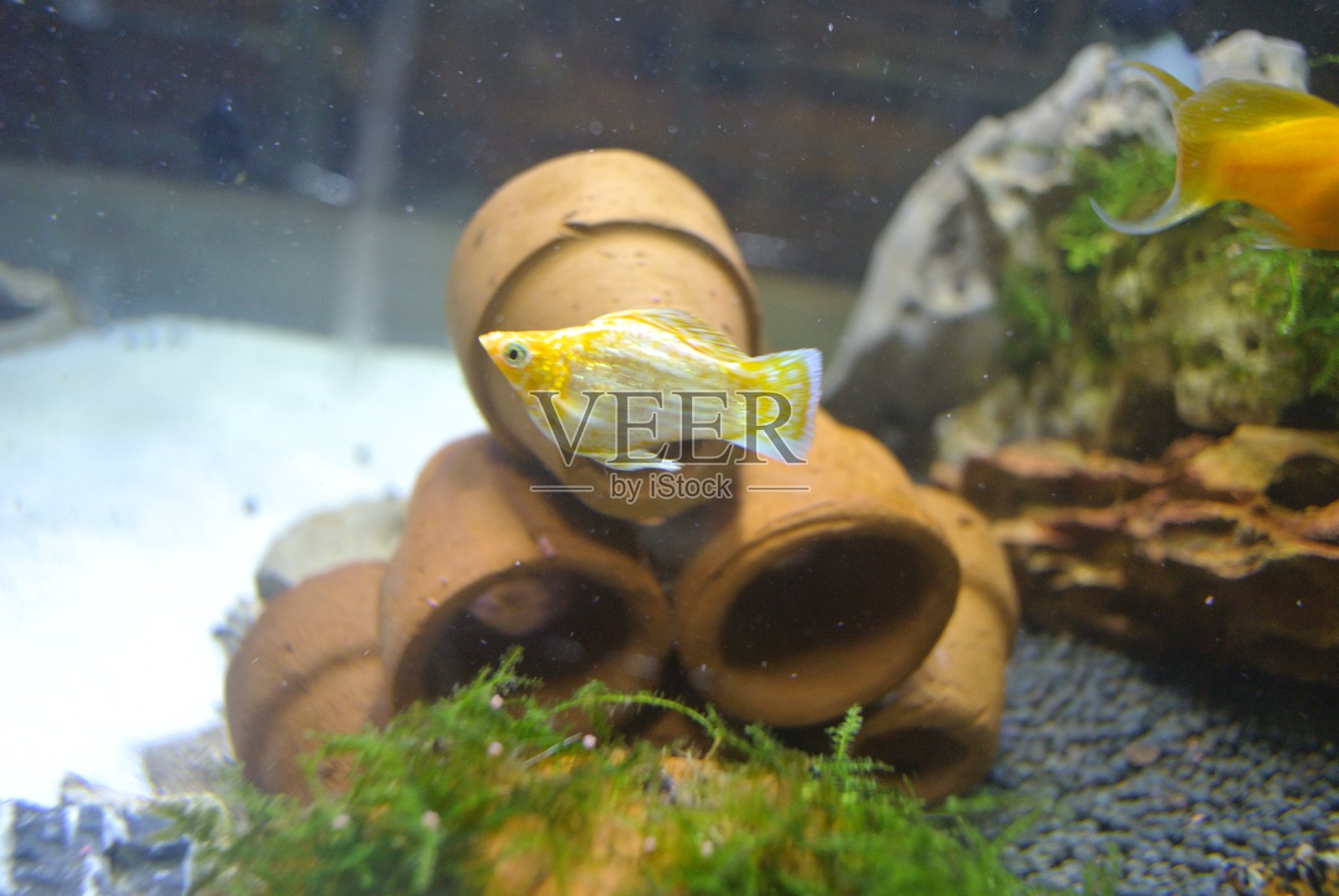 五颜六色的鱼在深蓝色的水缸里游泳,绿色的水草,喷泉在鱼缸里流动照片摄影图片