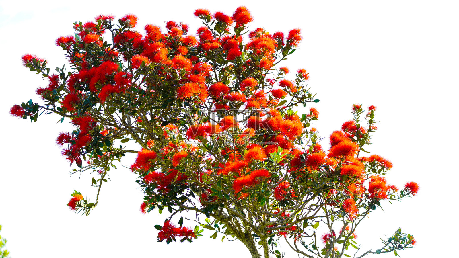 风景秀丽的红色花丛照片摄影图片