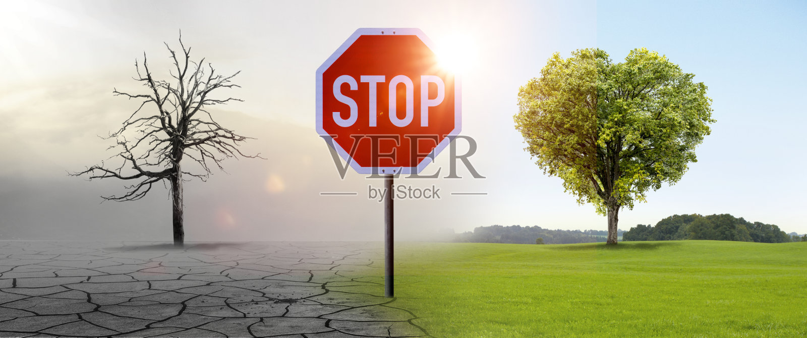 干枯的光秃秃的树和青翠的心树照片摄影图片