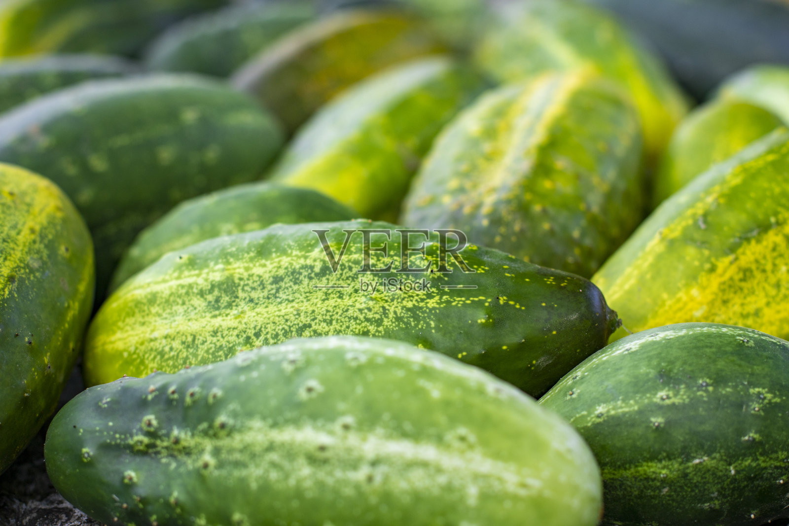 成熟黄瓜选择性聚焦。美丽的黄瓜的背景。夏收背景。照片摄影图片