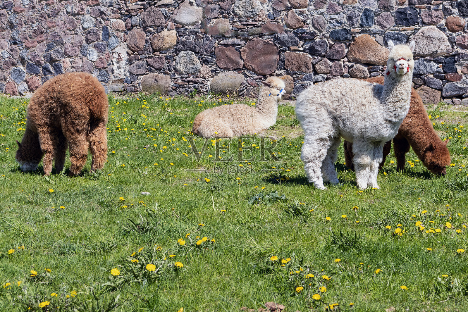 春天,四只小羊驼在户外玩耍照片摄影图片