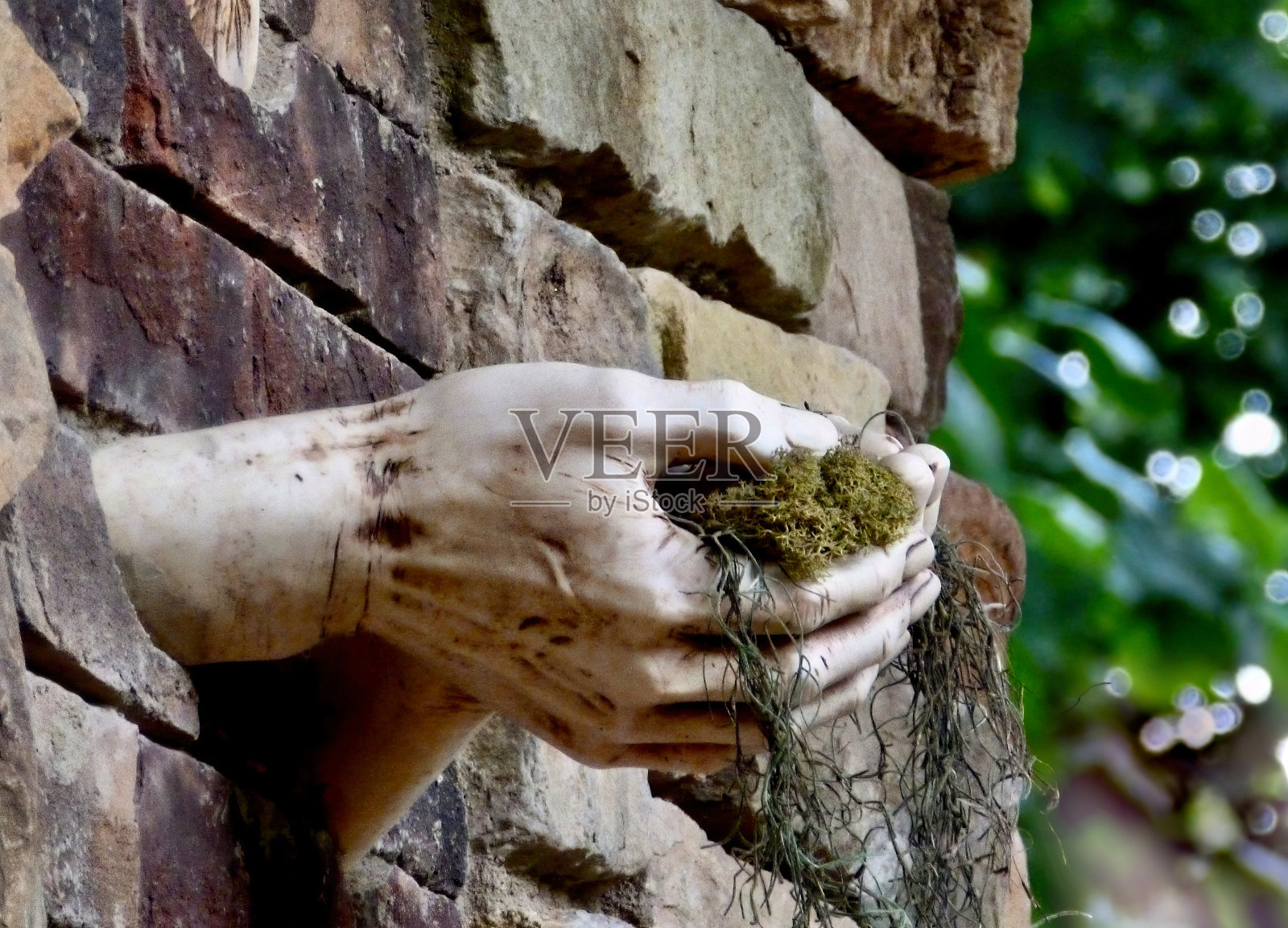 从砖墙伸出的石头手拿着青苔照片摄影图片