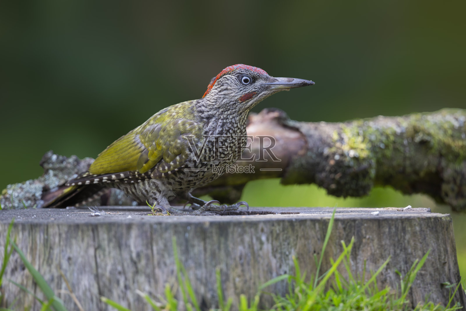 欧洲绿啄木鸟幼鸟照片摄影图片