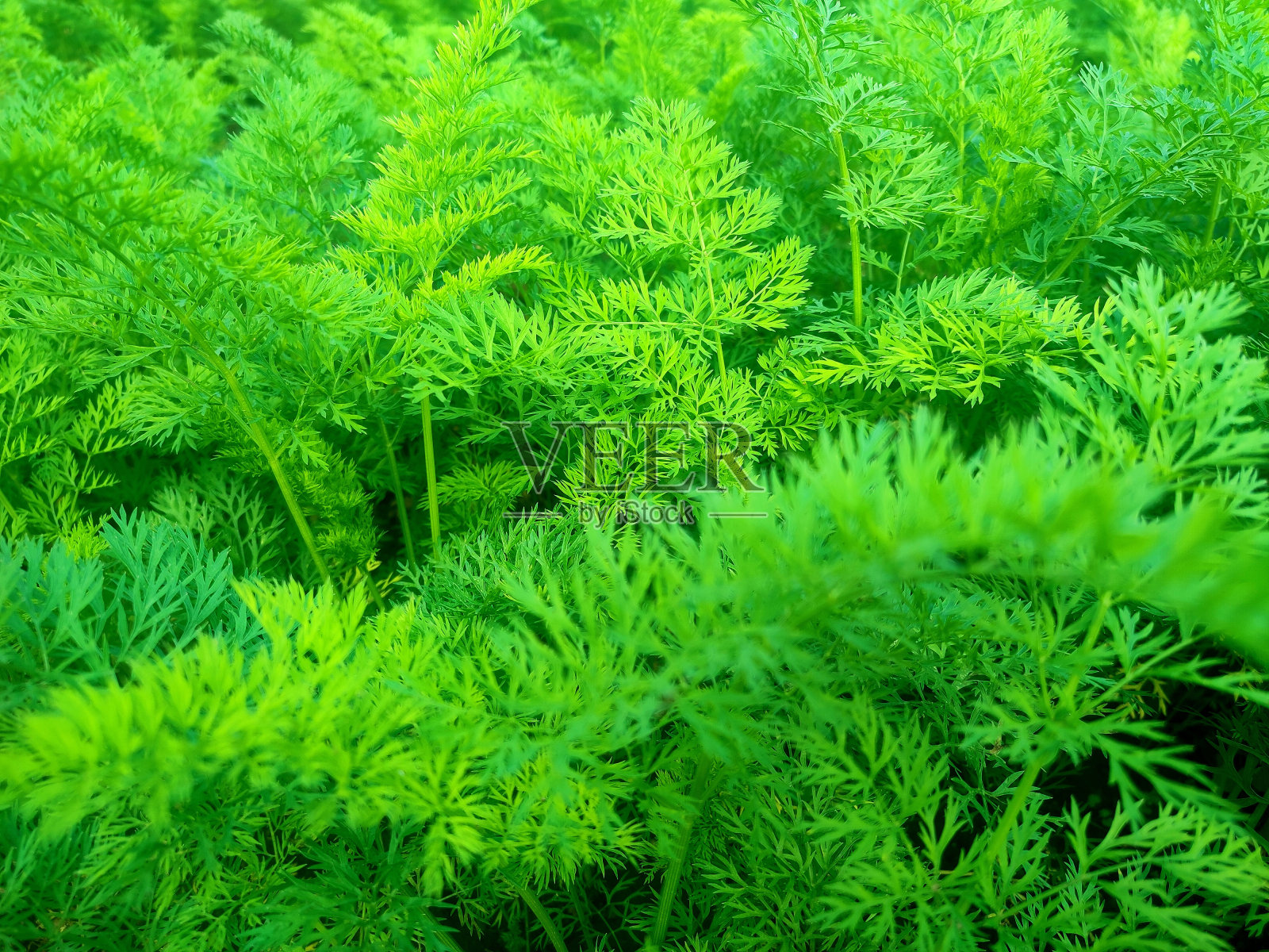 胡萝卜的植物照片摄影图片