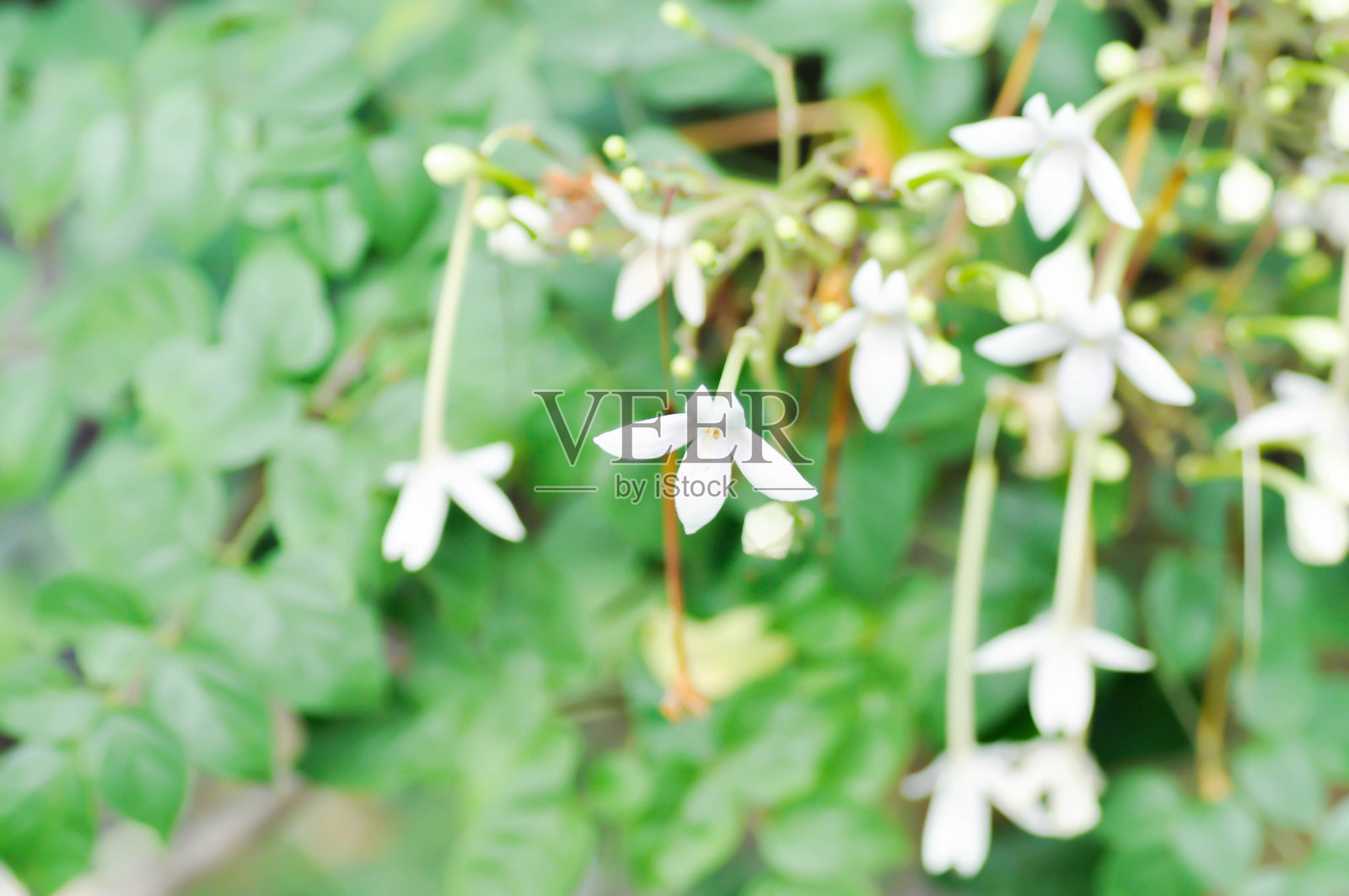 软木树、印度软木树或Millingtonia hortensis Linn的白色花朵照片摄影图片