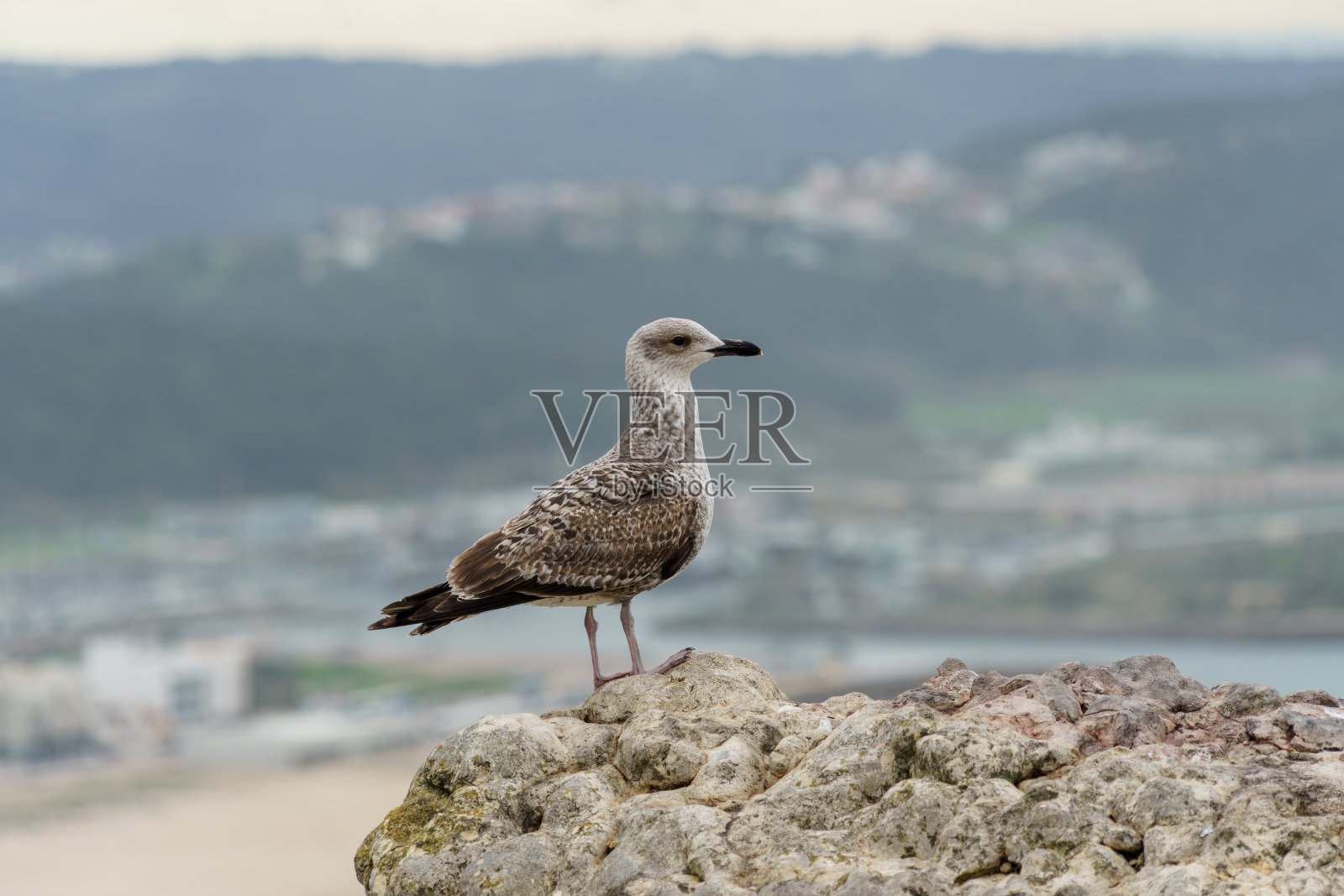 小海鸥栖息在岩石上照片摄影图片