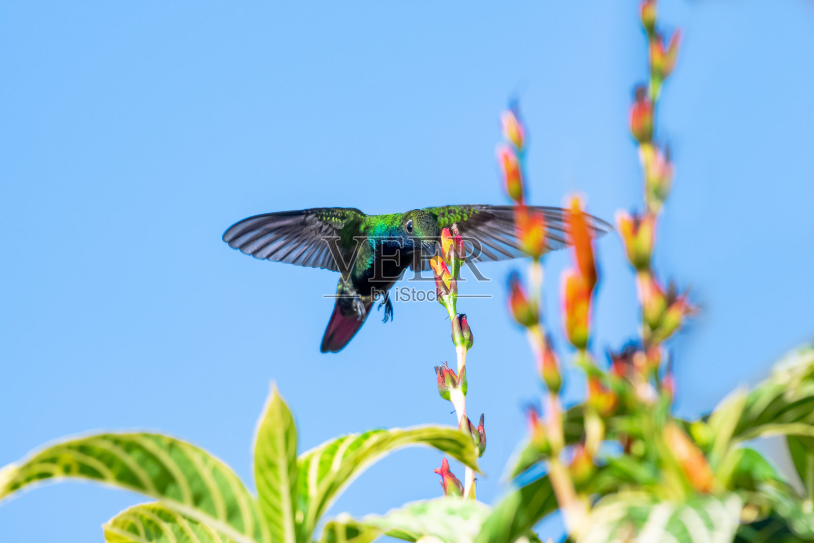 黑喉芒果蜂鸟在空中盘旋,为橙色的花朵授粉照片摄影图片