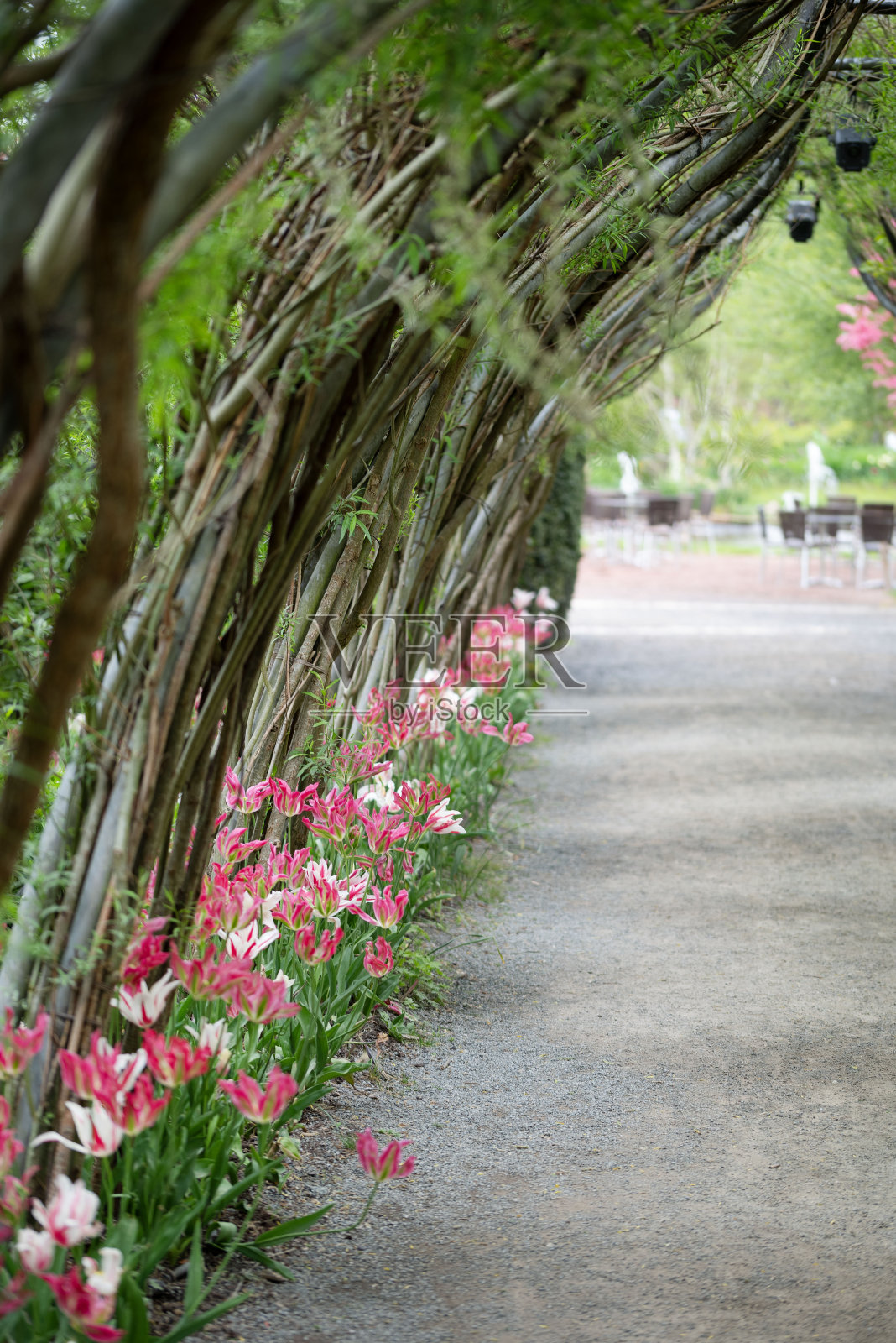 一个奇特的条纹粉红色和绿色鹦鹉郁金香的特写。照片摄影图片