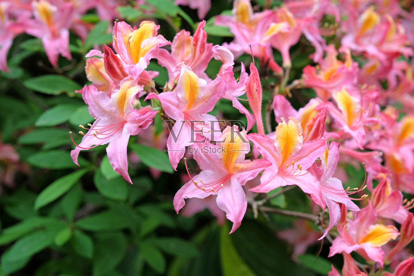 粉红色和黄色的西杜鹃花,通常被称为西方杜鹃花'艾琳Koster',在花中照片摄影图片