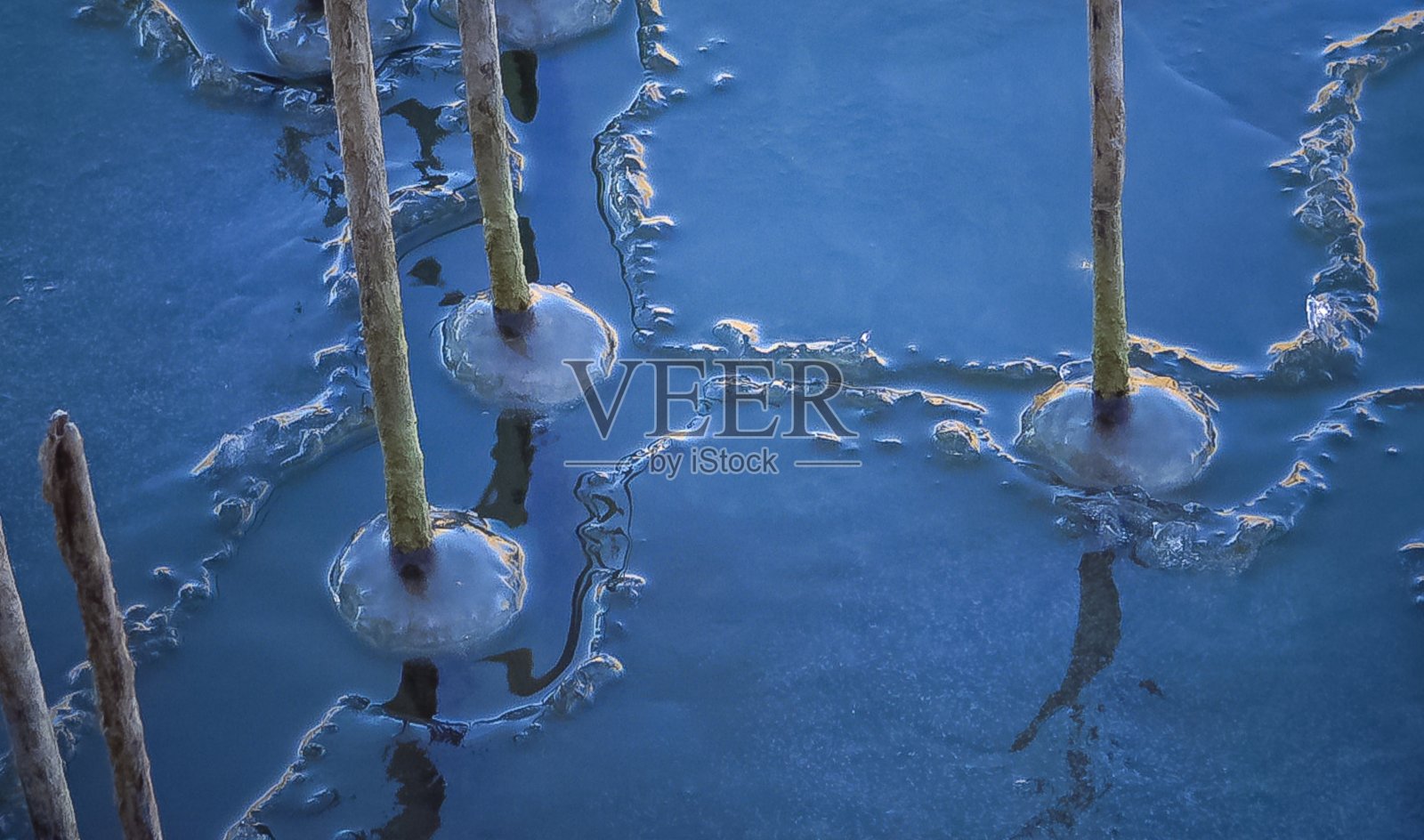 冬季景观,冬季结冰的水,冰周围的干芦苇在湖照片摄影图片