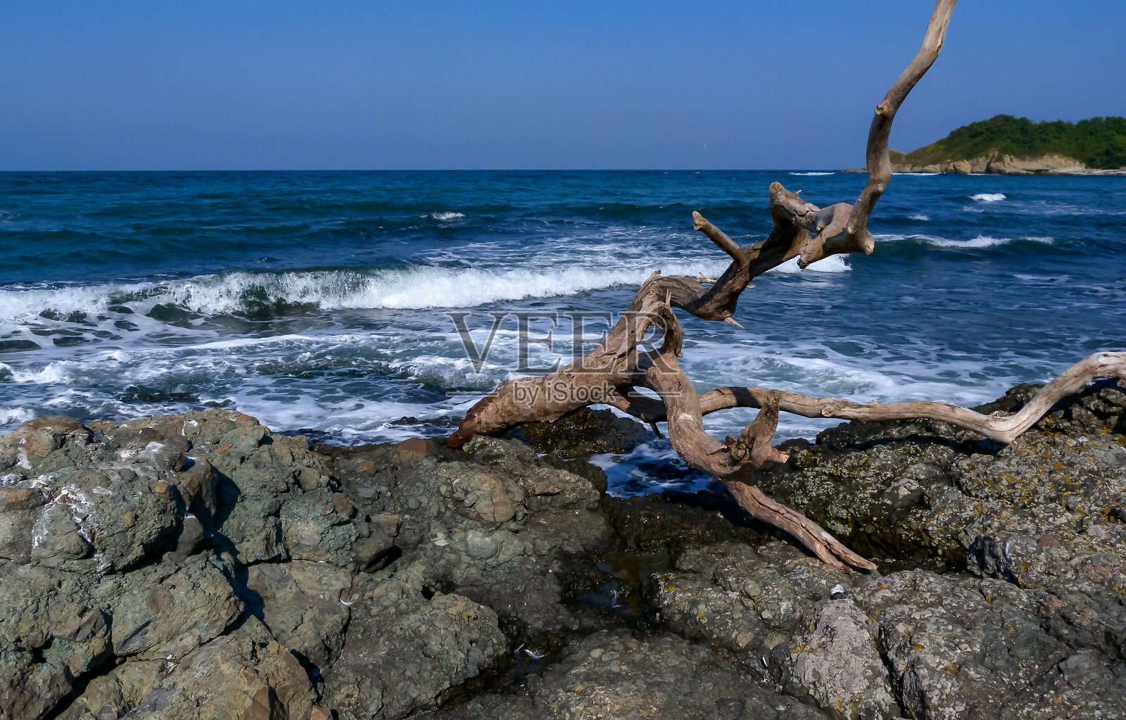 保加利亚黑海海岸,石头上的枯树海景照片摄影图片