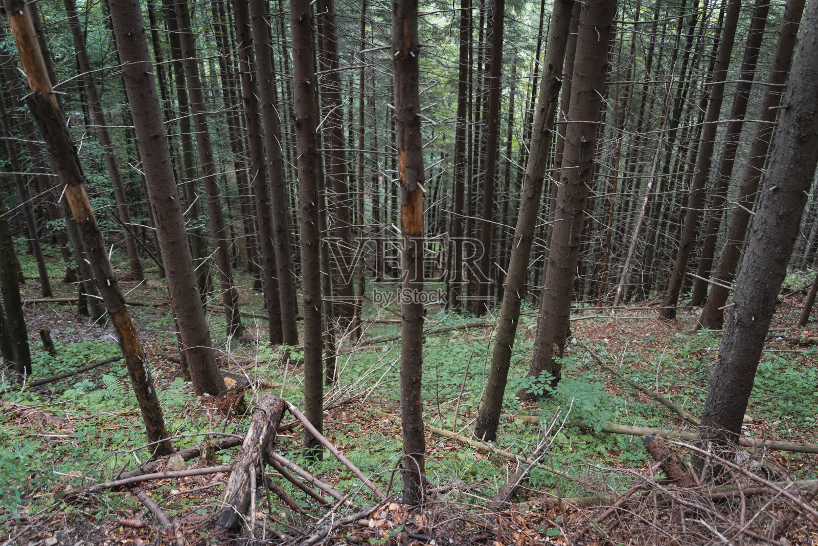 夏天,波兰塔特拉悬崖上的森林。照片摄影图片