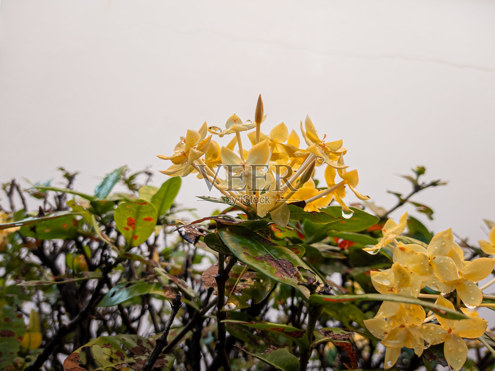 黄色的中国Ixora花照片摄影图片