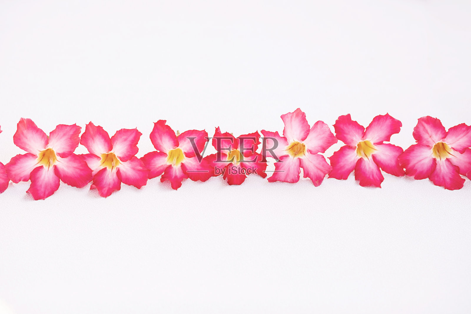 粉红色的花排成一排。照片摄影图片