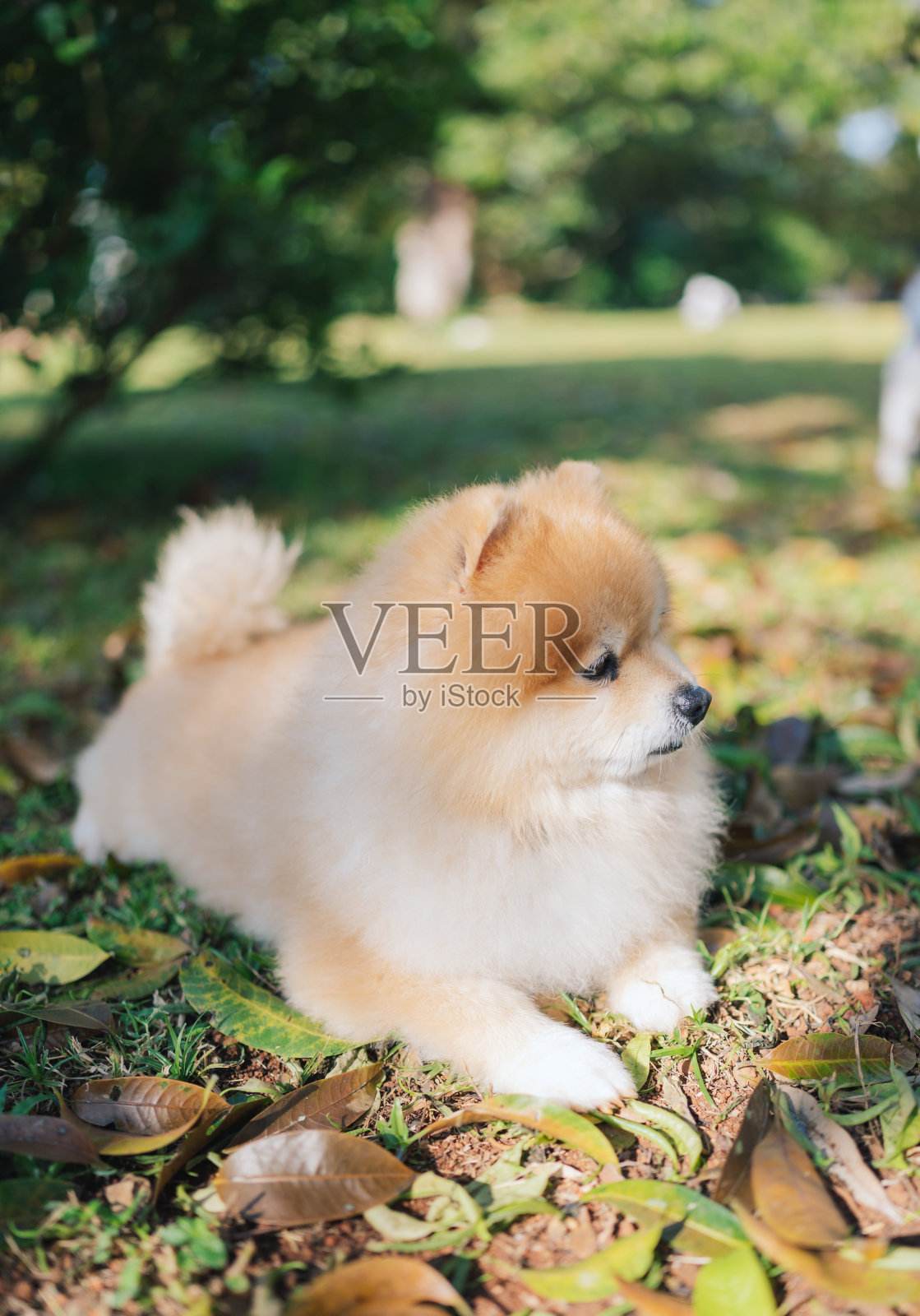 可爱的白色波美拉尼亚小狗在夏天在外面放松照片摄影图片