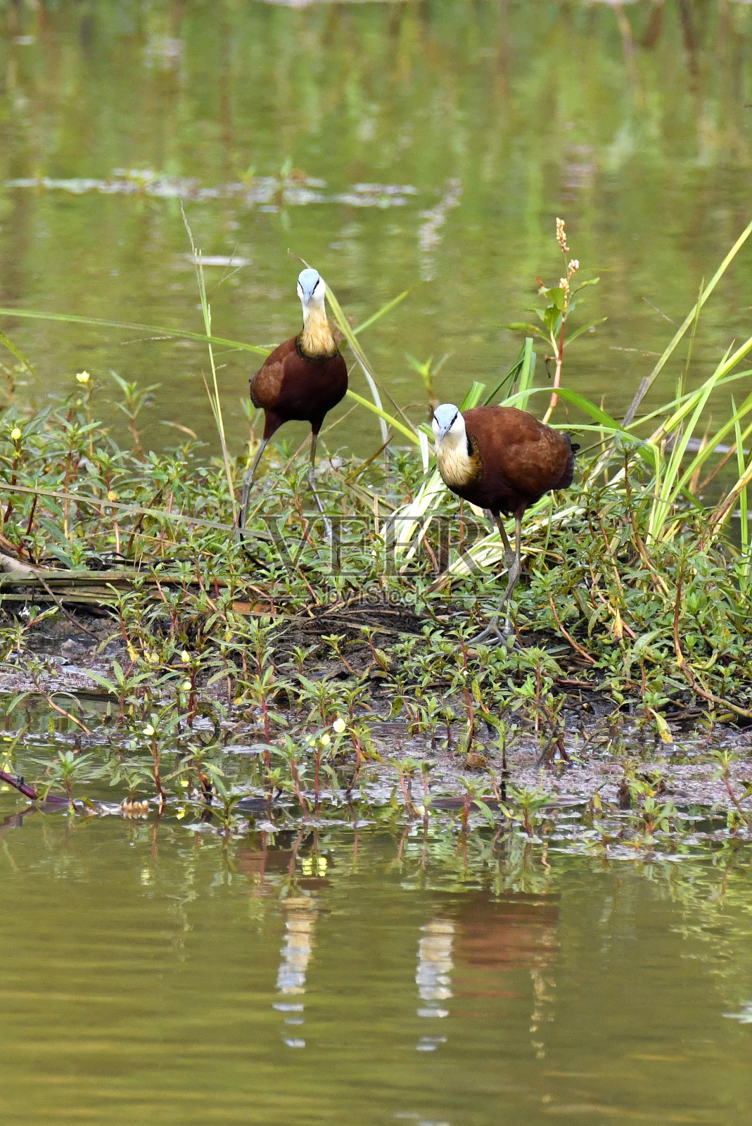 非洲水雉照片摄影图片