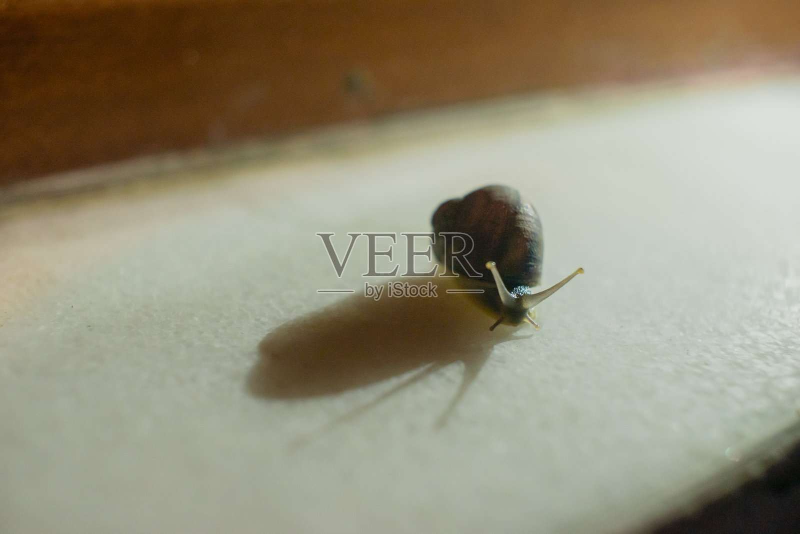 蜗牛照片摄影图片