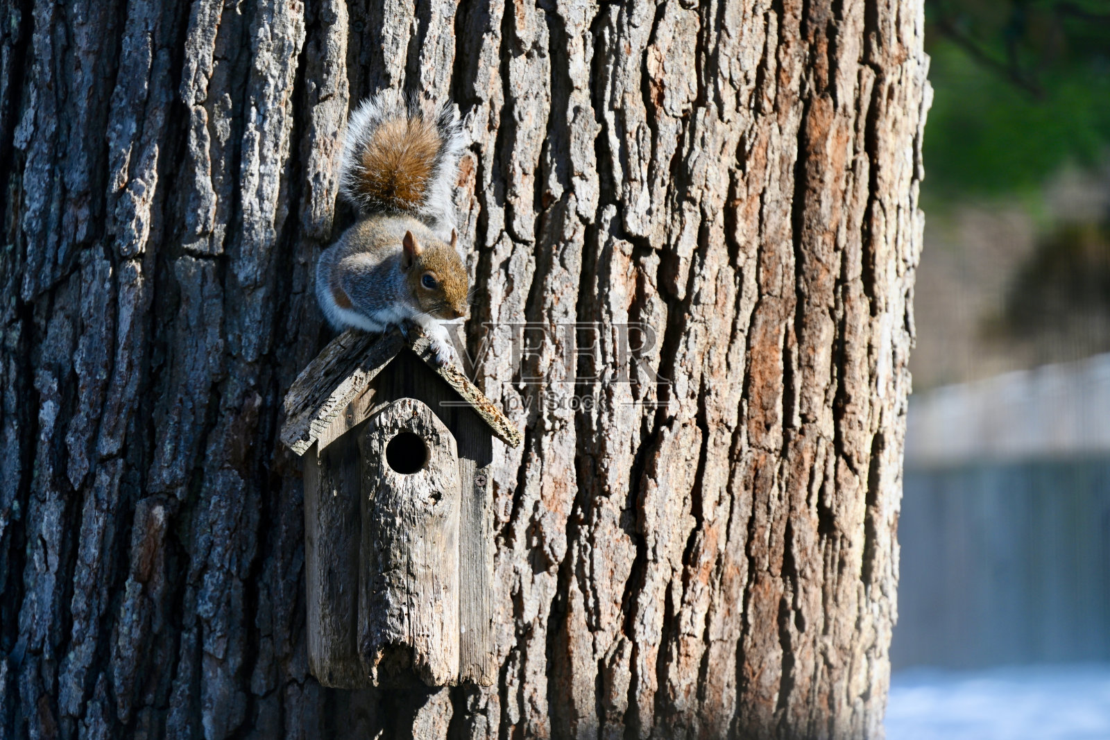 东部灰松鼠在成熟橡树上的喂鸟器上保持警惕照片摄影图片