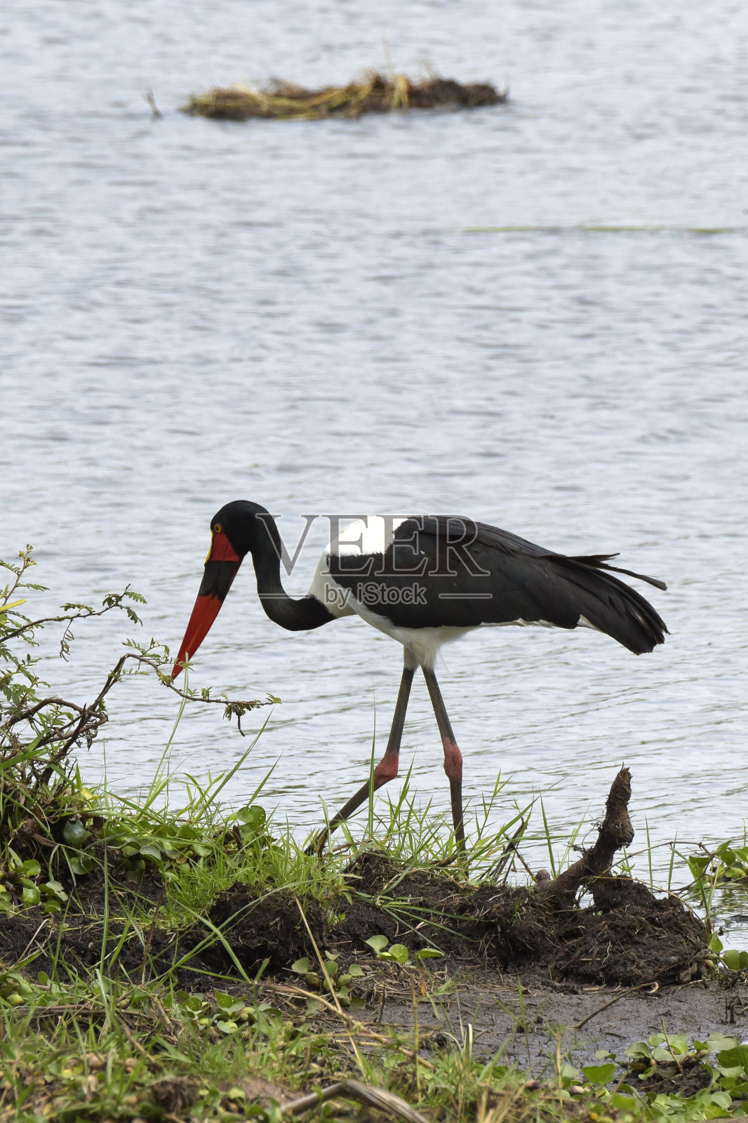鞍嘴鹳照片摄影图片