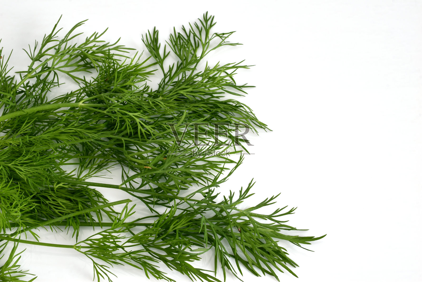 一束绿色的莳萝在白底上。照片摄影图片