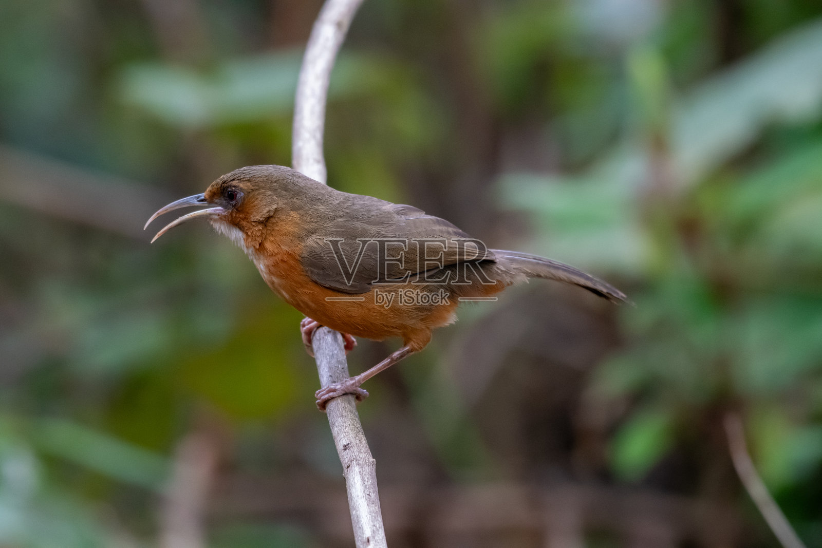 Rusty-cheeked Scimitar-Babbler照片摄影图片