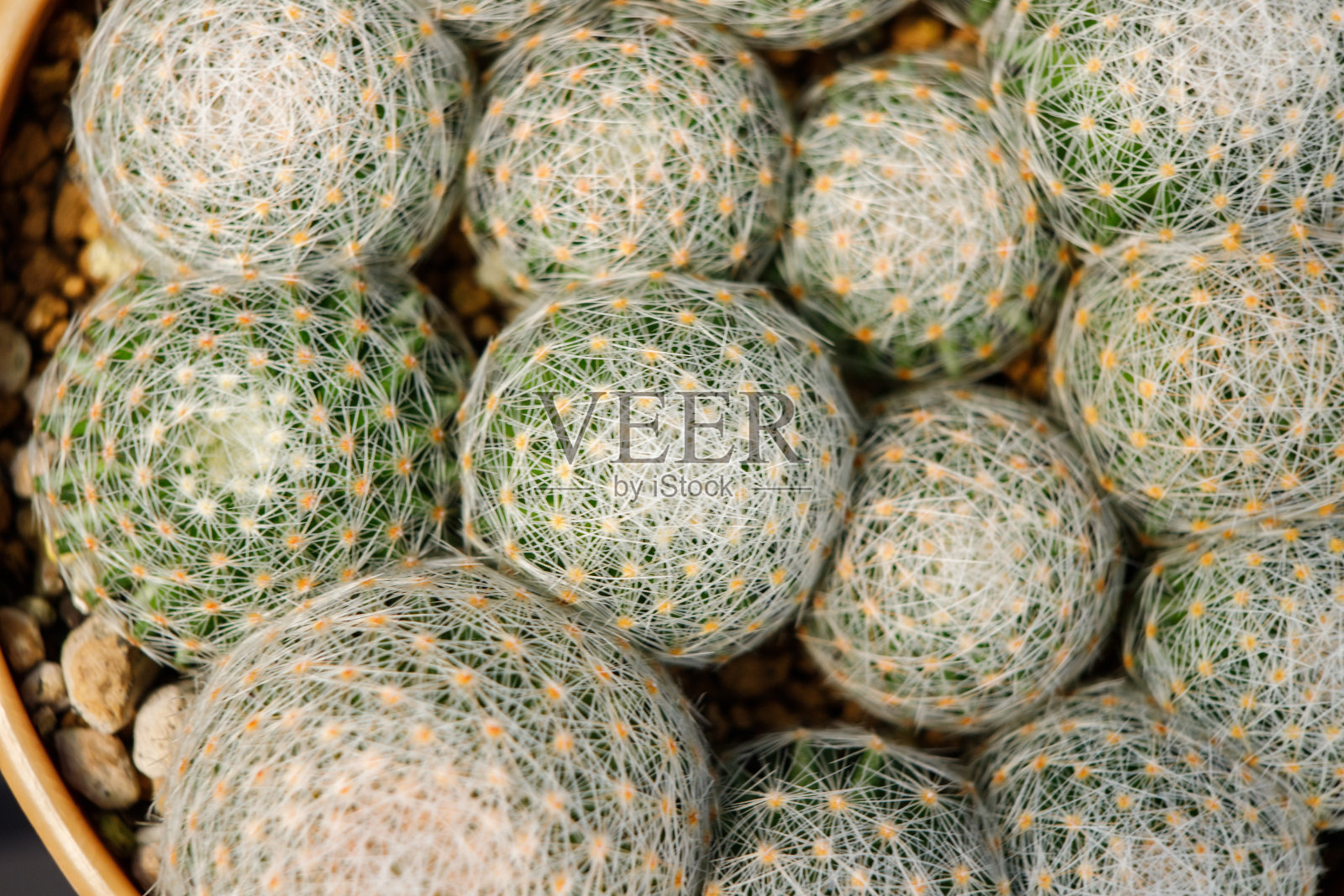 仙人掌植物在塑料花盆。照片摄影图片