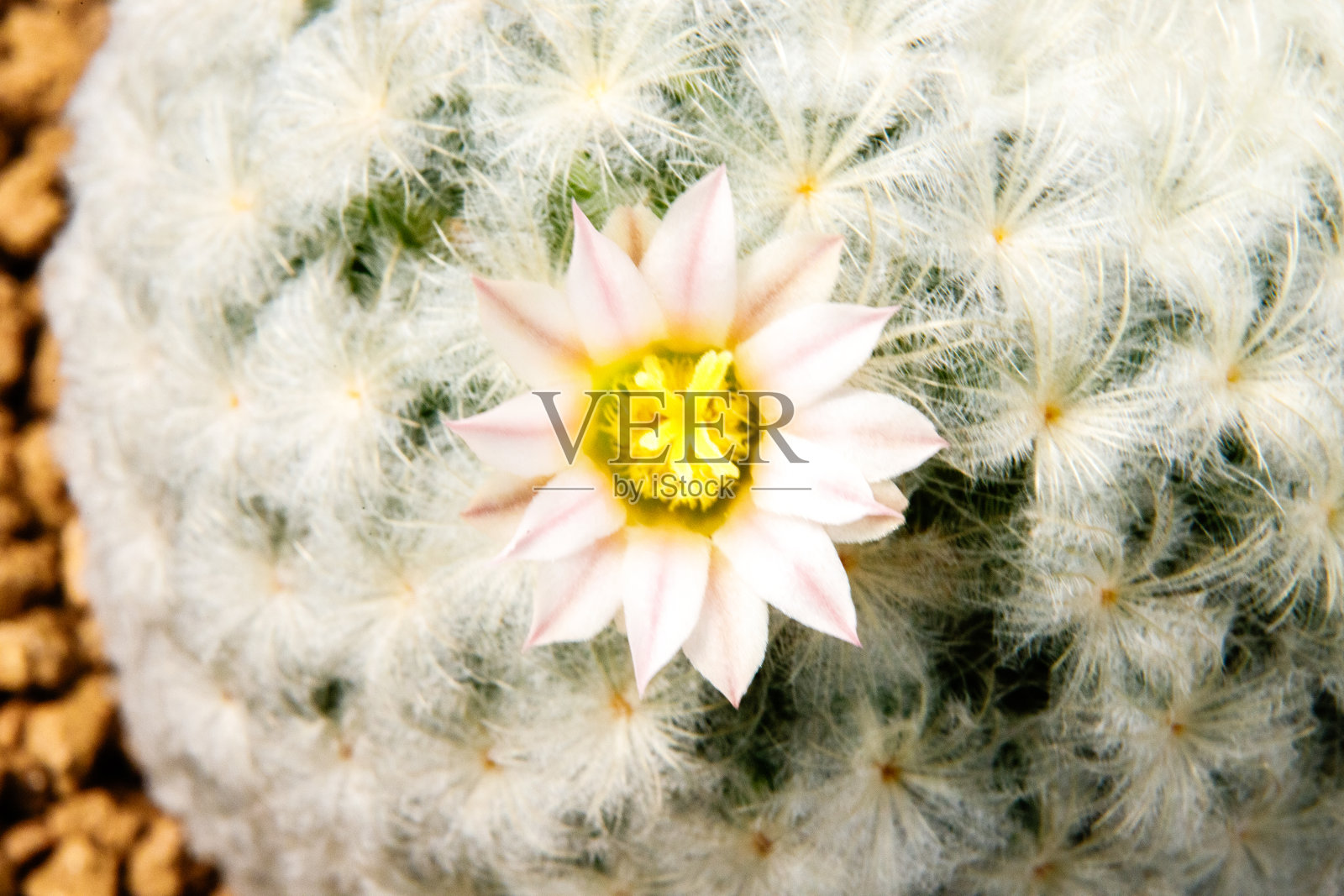 开花的仙人掌。容易种植仙人掌,刺短。常绿热带带刺植物,用于家庭装饰。沙漠仙人掌,开着美丽的粉红色花朵。照片摄影图片