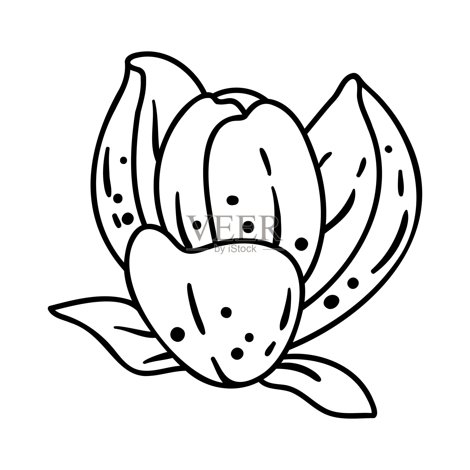 百合的插图。美丽的装饰植物。插画图片素材