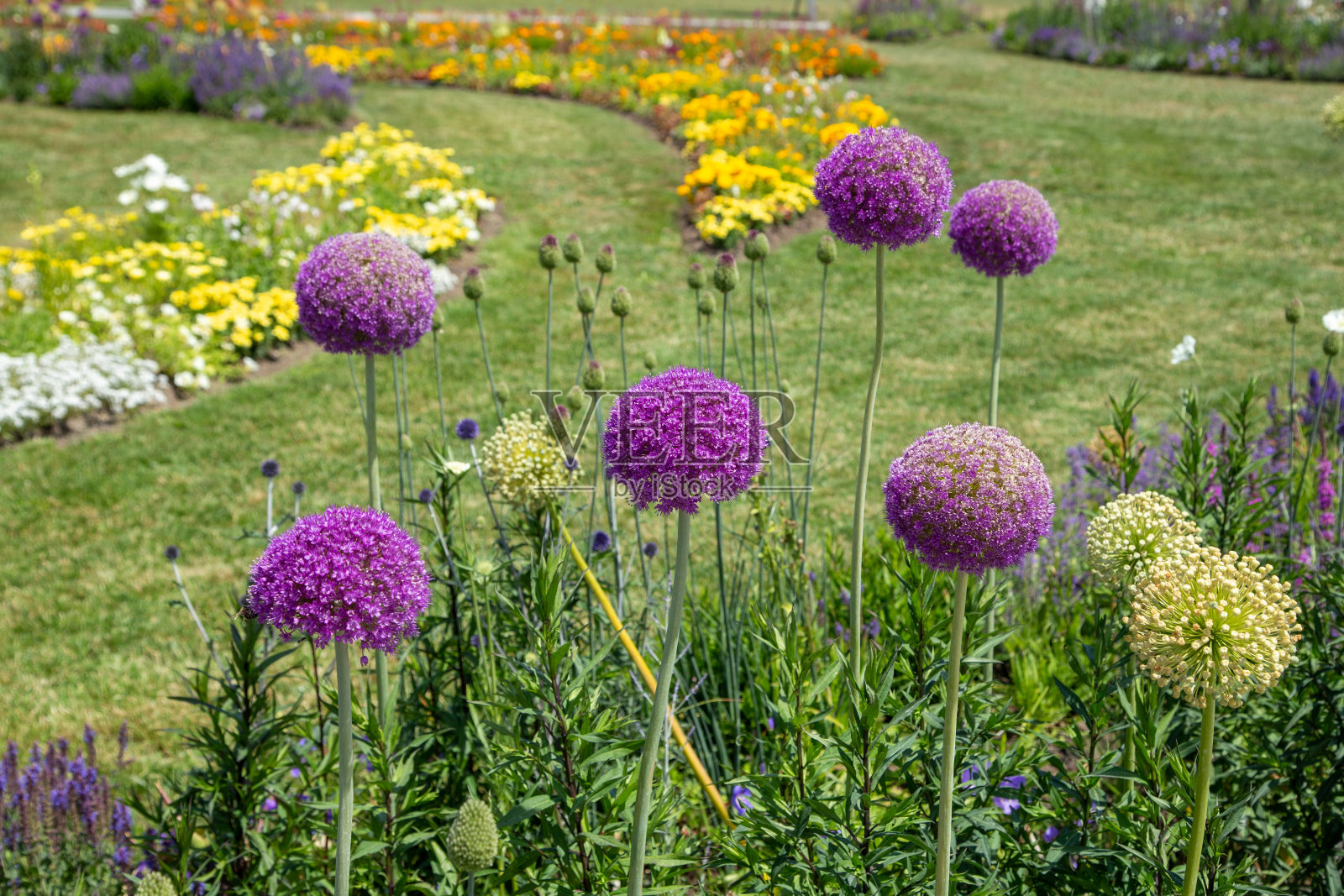 紫葱大使-齐洛赫照片摄影图片