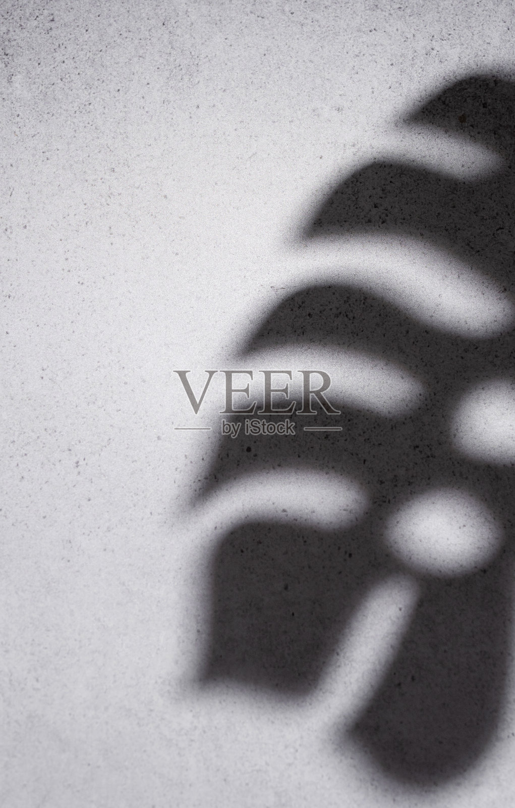 怪物树叶的影子照片摄影图片