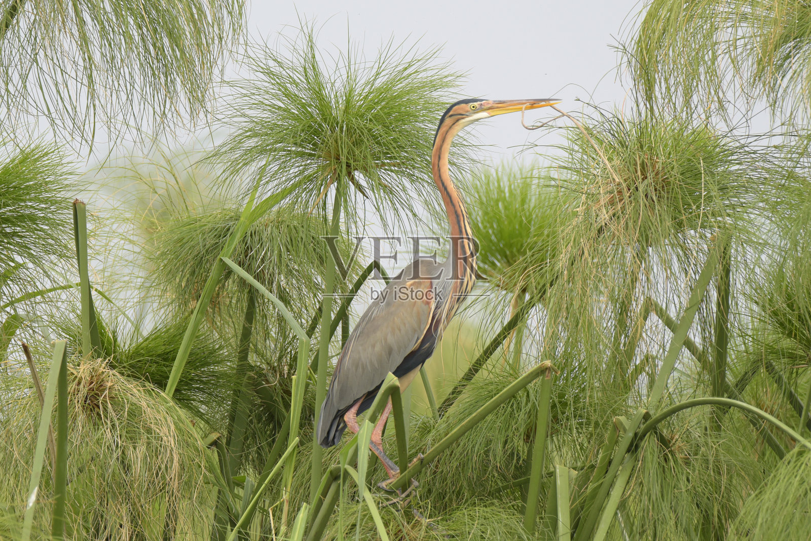 紫色的鹭照片摄影图片