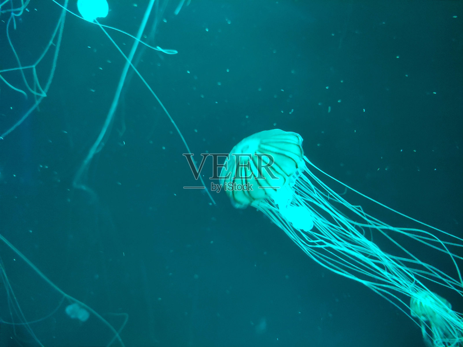 霓虹蓝追踪海洋水母之旅照片摄影图片