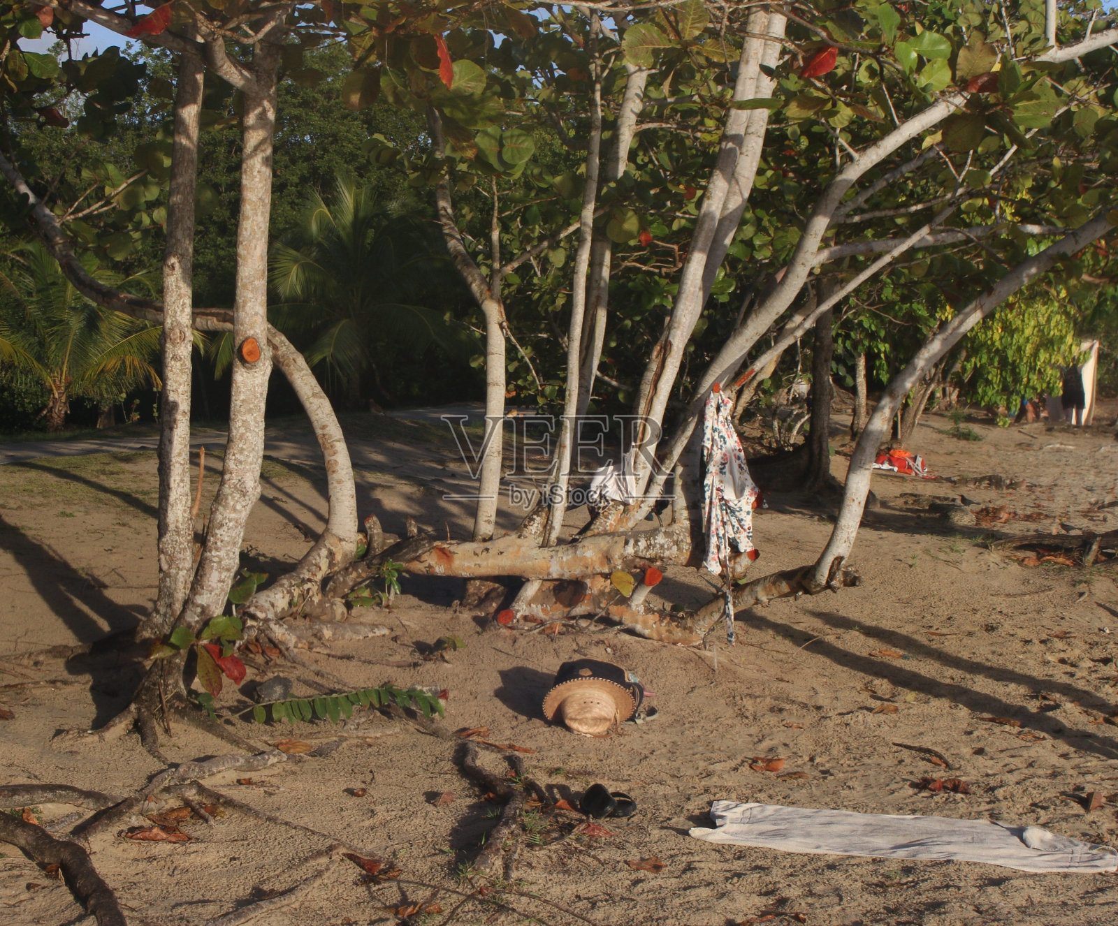 野生的海滩照片摄影图片