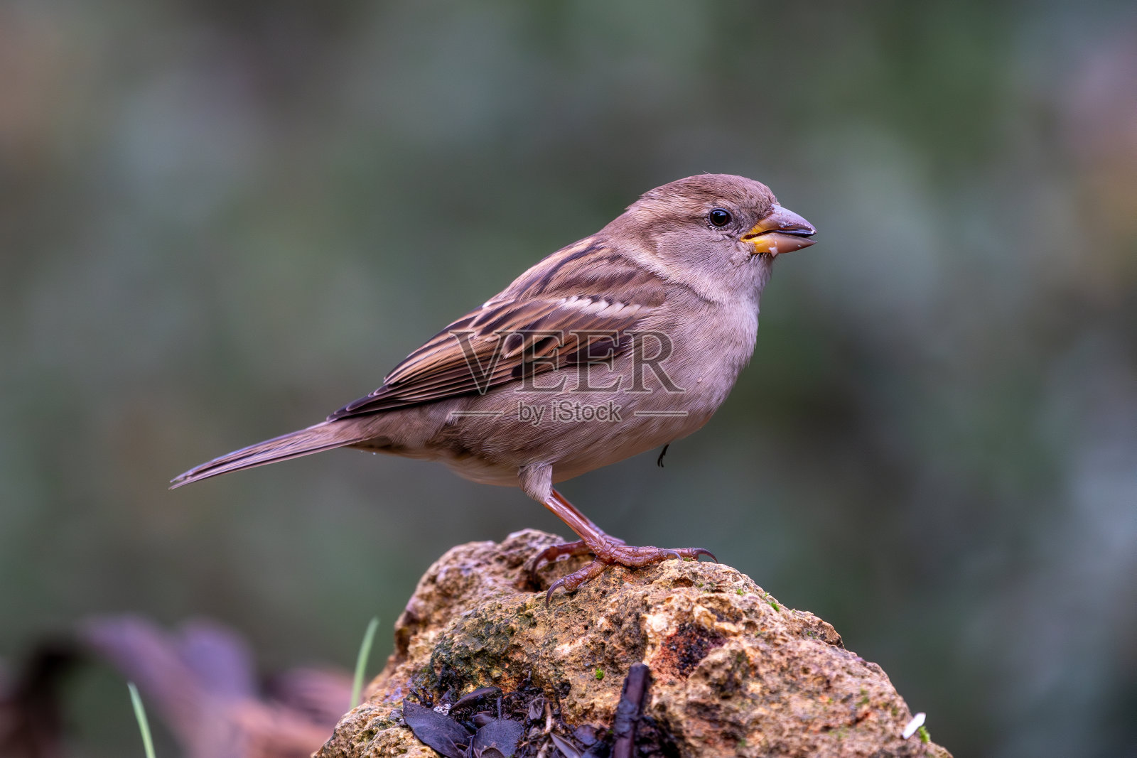 在西班牙安达卢西亚的安杜哈尔山脉,一只雀鸟栖息在岩石上,周围有一些植被,这是一幅美丽的肖像画照片摄影图片
