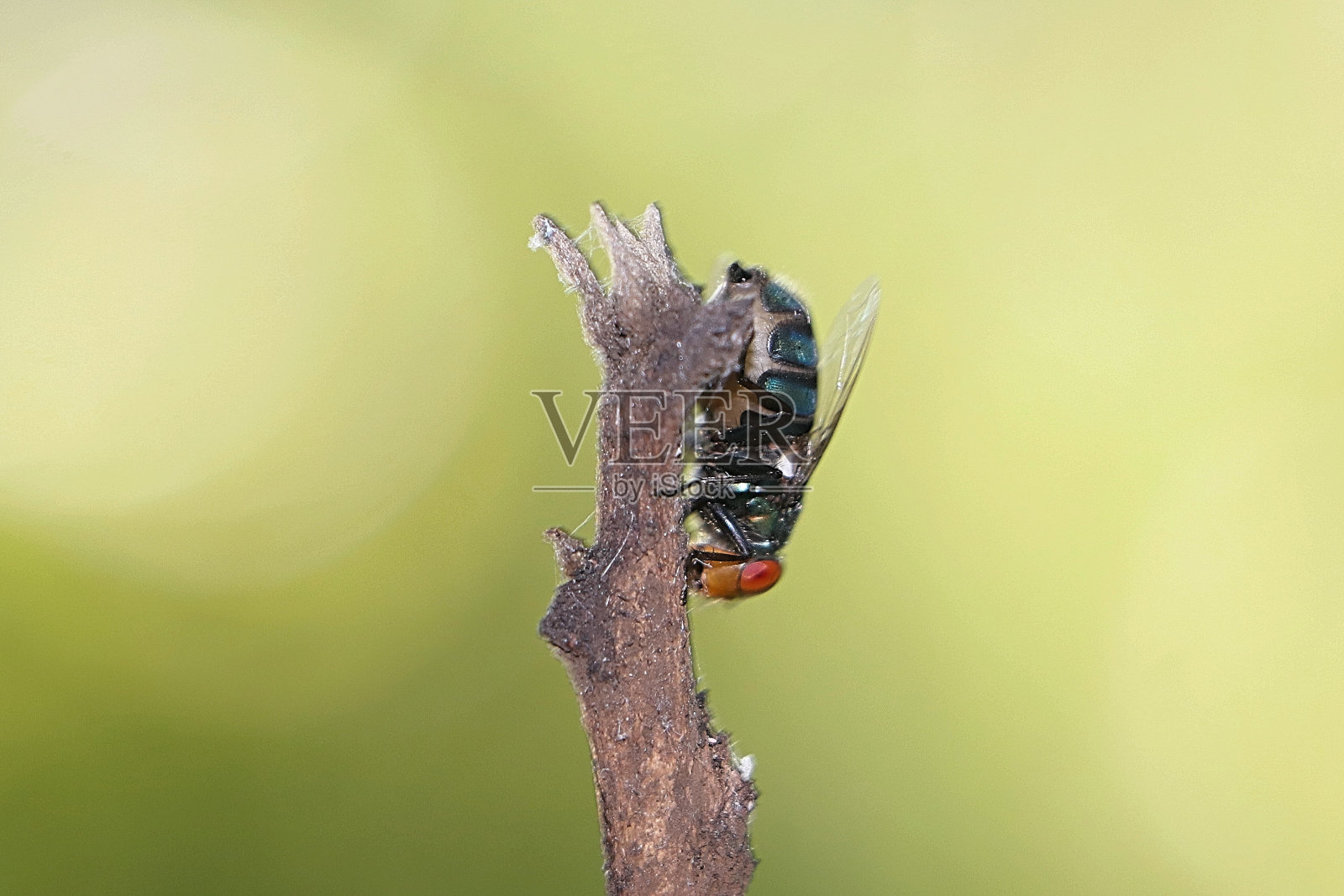 苍蝇特写照片摄影图片