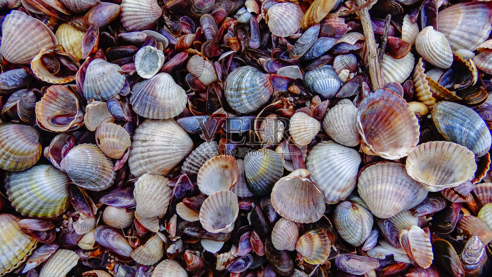 海洋双壳类软体动物的壳在水库岸边的风暴排放物中照片摄影图片